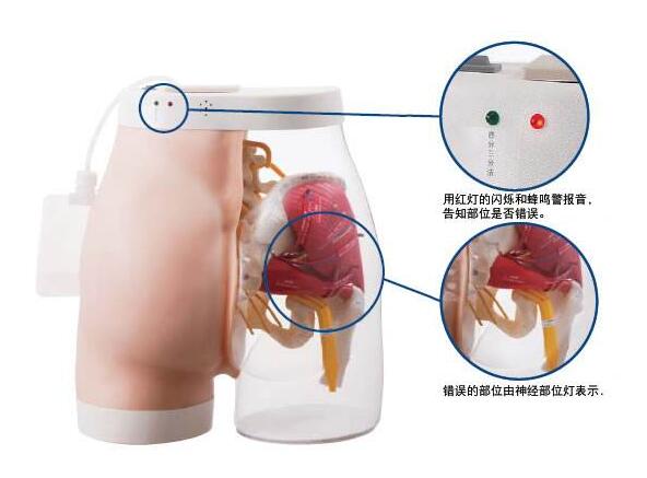 臀部注射模型肌肉對(duì)比_扎針技巧