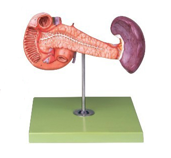 胰、十二指腸和脾模型