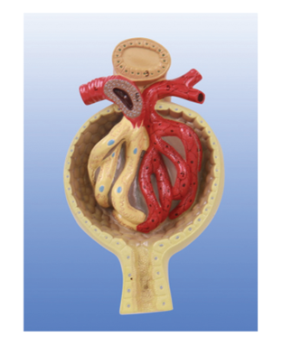 腎小球放大模型